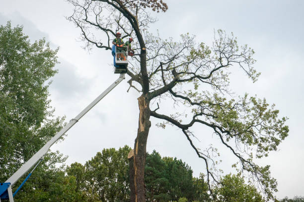 The Steps Involved in Our Tree Care Process in State College, PA